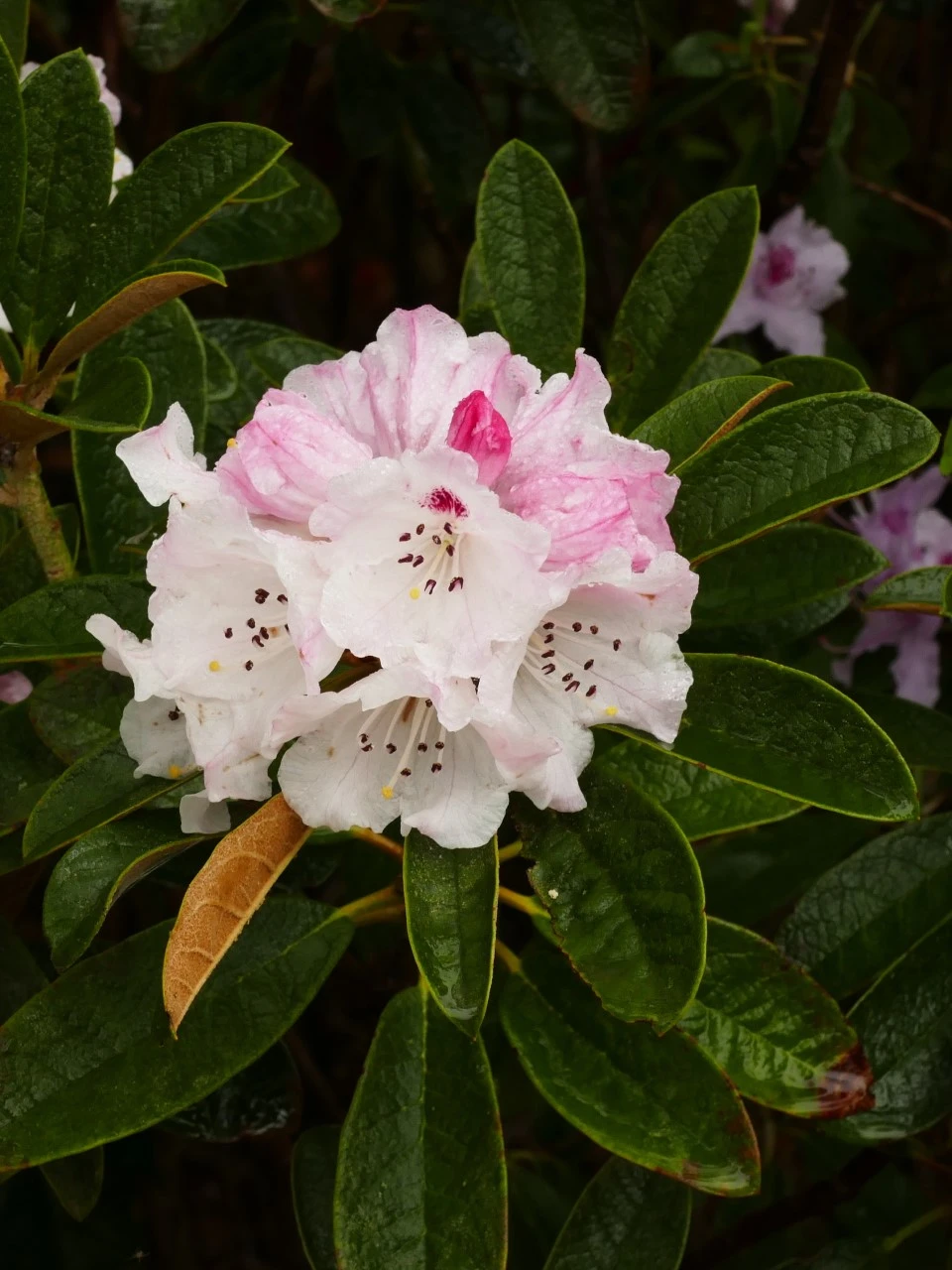 R. wiltonii AGM